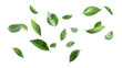 Green leaves flying in the wind isolated on a transparent background. high resolution PNG file