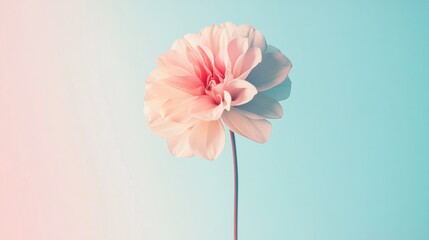 Leinwandbilder - Delicate pink flower blooming against a soft blue background in gentle light during the afternoon. Generative AI