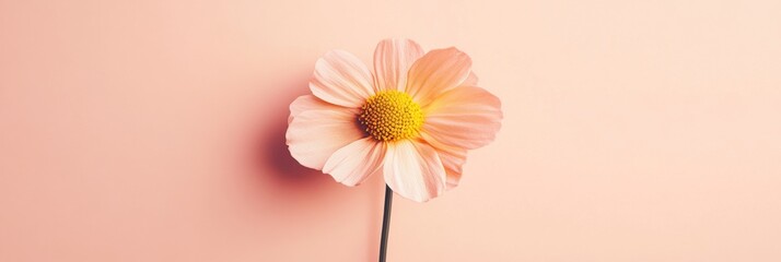 Fototapete - Pink flower against a soft pastel background showcasing delicate petals and vibrant center in a simple arrangement. Generative AI