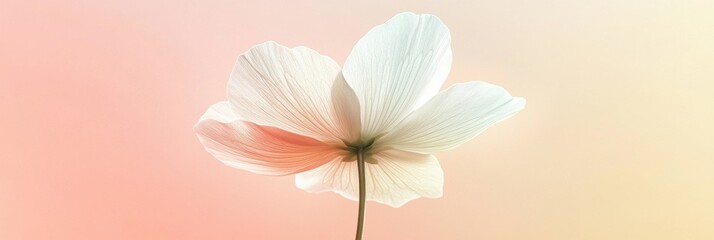 Leinwandbilder - Delicate flower with soft pastel background showcasing natures beauty in springtime. Generative AI