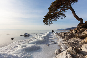 Wall Mural - Lake Baikal in January. Scenic landscape with spreading pine tree on rocky shore and white ice floes at water. In distance, silhouette of tourist admiring ice cover on sunny frosty day. Winter travels