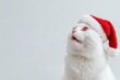 © piyawat - White Cat in Santa Hat Gazing Up, Wideeyed and Curious, Against Plain White Background  Closeup Shot, Focus on Cat.