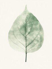 Poster - Leaf displaying intricate vein patterns and soft green hues against a light background showcasing natural beauty. Generative AI
