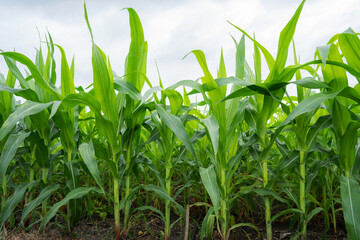 green maize corn field plantation in summer agricultural season. close up of corn on the cob in a fi