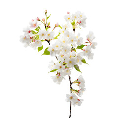 Wall Mural - white cherry flowers with branch and green leaves isolated on white background.