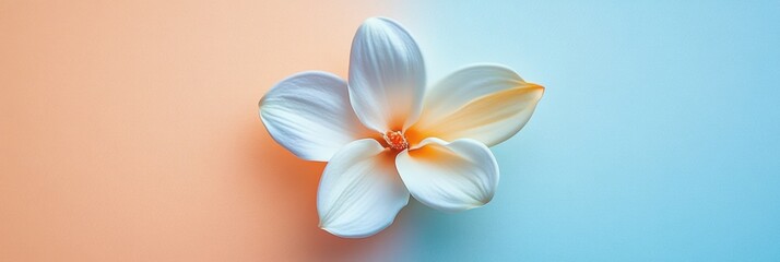 Poster - Delicate white flower with orange accents against a pastel blue and peach background, showcasing natural beauty and tranquility. Generative AI