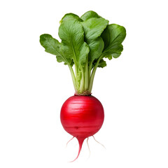 Wall Mural - fresh radish isolated on white background