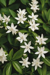 Wall Mural - White Flowers with Green Leaves