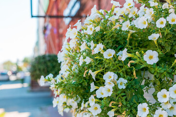 Wall Mural - A white flower pot with a bunch of white flowers in it