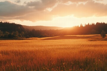 Poster - Sunset illuminates golden fields with distant hills and forest backdrop during peaceful evening in nature. Generative AI