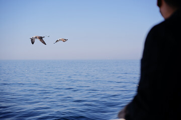 Wall Mural - Man feeding the bird. Gull birds flying over the sea