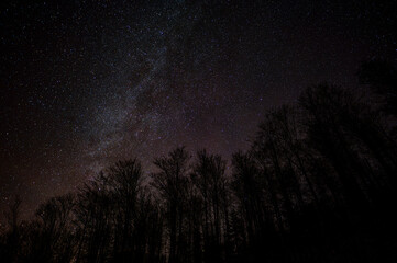 Wall Mural - dark sky full of stars over the forest. bieszczady mountains, carpathians, poland.