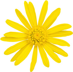 Wall Mural - yellow daisy flower isolated on white background