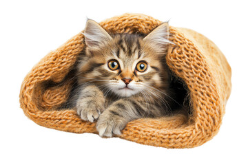 A cute, fluffy kitten peeks out from a cozy knitted blanket, showcasing its playful and curious nature in a warm and inviting setting.