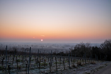 Wall Mural - vineyard in the morning