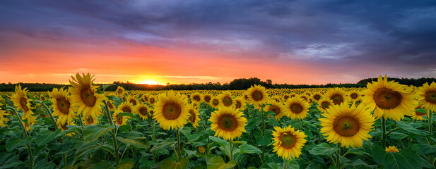 Wall Mural - Beautiful sunset over sunflowers field