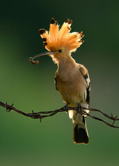 Wall Mural - eurasian hoopoe bird in early morning light ( upupa epops )