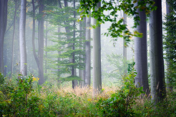 Wall Mural - Misty morning in the green forest