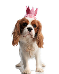 Wall Mural - cute spaniel dog wearing pink crown and golden cross necklace