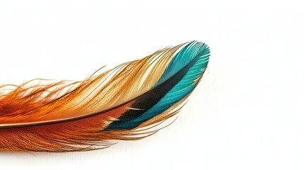 Poster - Colorful Bird Feather With Intricate Details Resting on a Smooth White Surface