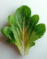 Poster - Fresh Lettuce Leaf Glistening With Olive Oil on a Minimalist White Background