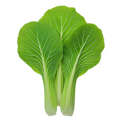 Harvesting fresh bok choy in a garden nature photography vibrant green environment close-up perspective