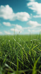 Aufkleber - Dewy emerald grass shimmering beneath overcast sky, catching soft sunlight filtering through wispy clouds