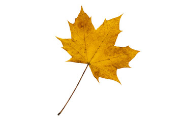 Wall Mural - yellow autumn canada maple leaf isolated transparent png