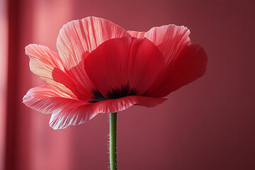 Wall Mural - Delicate Pink Poppy Flower Against a Red Background