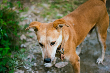 Sad stray dog in the park, closeup shot.