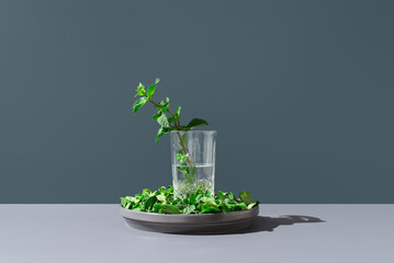 Menta aromática fresca en un jarrón con agua sobre fondo azul	