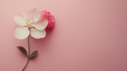 Poster - A gentle arrangement features a single flower delicately placed on a soft pink surface. Its petals capture light beautifully, creating a peaceful ambiance, perfect for calm moments of reflection