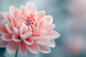 Poster - A close-up of a xanthous daisy against a blurred background, its petals illuminated by soft natural light
