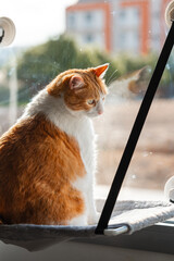 Wall Mural - brown and white cat with yellow eyes on a hammock by the window