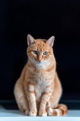 Wall Mural - brown tabby cat with green eyes with a black background