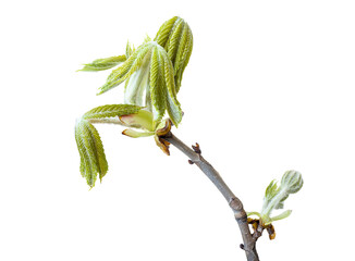 Wall Mural - branch with young new opening leaves of chestnut in early spring. Isolated on white background. Isolated on transparent. png format available