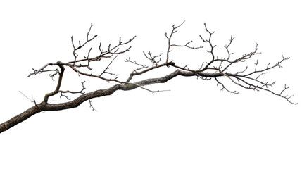 Tree branch on transparent background