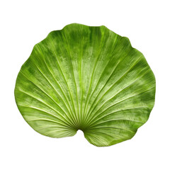 Poster - vibrant green plant fiber clamshell with textured surface isolated on transparency background. natural pattern and color make it ideal for eco friendly design concepts
