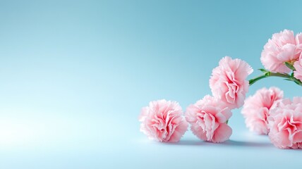 Wall Mural - delicate pink flowers against light blue background