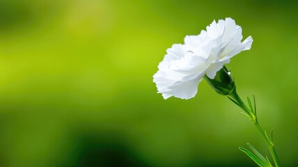 Wall Mural - white carnation flower in focus with green background