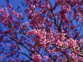 asia, blossom, plant, season, travel, tree, cover, horizontal, photography, tranquility, color image, full, hill, springtime, wallpaper, background, beautiful, bloom, chiang mai, forest, fresh, garden