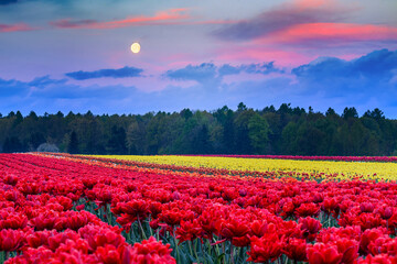 Wall Mural - Field full of colorful tulips