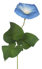 Wall Mural - ipomoea flower isolated