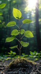 Wall Mural - Young plant seedling growing in forest sunlight.