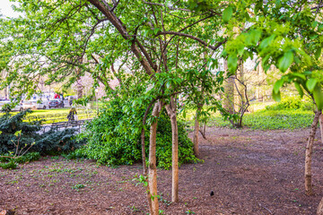 Wall Mural - Lush green trees and fresh spring foliage in Central Park with soft sunlight filtering through branches on peaceful afternoon. New York. USA.