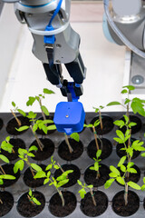 Fototapete - A robot in a greenhouse evaluates the quality of tomato seedlings using a sensor. Smart farming