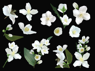 Wall Mural - asmine flowers large blooms isolated on black background