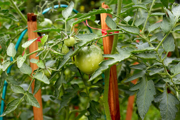 an unripe green tomato on a bush in a garden