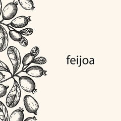 Wall Mural - Vector background card for text with engraved Feijoa plant. Hand drawn label with branch and fruits of tropical berry edible feijoa. Food, dessert. Design border for wrapping, template, paper, logo