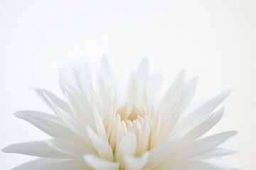 Wall Mural - A close-up shot of a single white flower sitting in a decorative vase